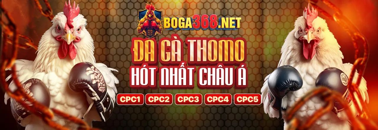 Sân đấu đá gà trực tiếp CPC1 với ánh đèn sáng rực, các chiến kê đang chuẩn bị thi đấu, thể hiện sự kịch tính và hấp dẫn của các trận đấu gà trực tuyến.